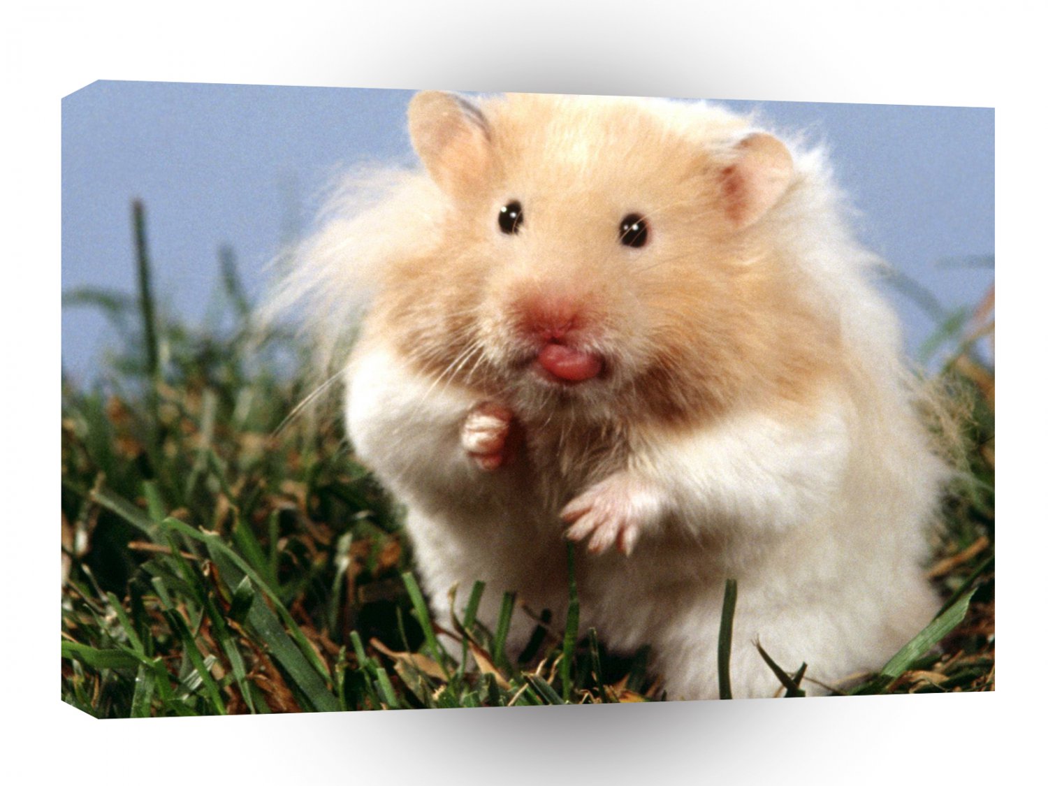 Hamster Teddy Bear A1 Xlarge Canvas