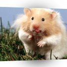 Hamster Teddy Bear A1 Xlarge Canvas