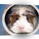 Hamster Tube Of Fortune A1 Xlarge Canvas