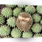 Hedgehog A Cozy Bed A1 Xlarge Canvas