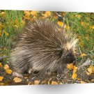 Hedgehog Dont Touch Me A1 Xlarge Canvas