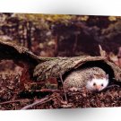 Hedgehog Hiding Out A1 Xlarge Canvas