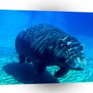 Hippopotamus Aquatic Journey A1 Xlarge Canvas