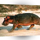 Hippopotamus Day At The Races A1 Xlarge Canvas