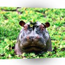 Hippopotamus Peek A Boo A1 Xlarge Canvas