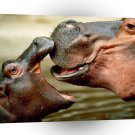 Hippopotamus Wheres My Dinner A1 Xlarge Canvas