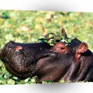 Hippopotamus You Looking At Me A1 Xlarge Canvas