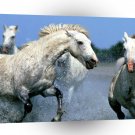 Horse Afternoon Race A1 Xlarge Canvas