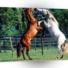 Horse Andalusians A1 Xlarge Canvas