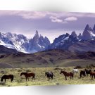 Horse Andes Mountains Argentina A1 Xlarge Canvas