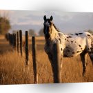 Horse Appaloosa A1 Xlarge Canvas