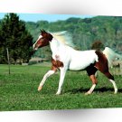 Horse Arab X Pinto A1 Xlarge Canvas