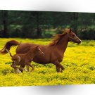 Horse Arabian Mare And Foal Kentucky A1 Xlarge Canvas