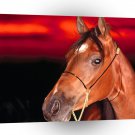 Horse Arabian Nights Arizona A1 Xlarge Canvas