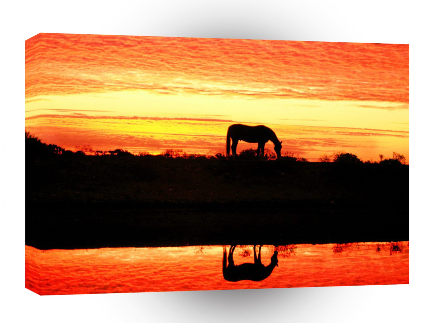 Horse Arabian Reflection A1 Xlarge Canvas