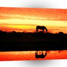 Horse Arabian Reflection A1 Xlarge Canvas