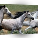 Horse Arabian Stallions A1 Xlarge Canvas