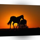 Horse At Sunset Versailles Kentucky A1 Xlarge Canvas