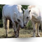 Horse Being Nosey A1 Xlarge Canvas
