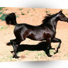 Horse Bint Faloo Arabian Mare A1 Xlarge Canvas