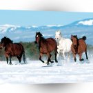 Horse Born To Run A1 Xlarge Canvas