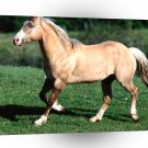 Horse Bundy Palomino Quarter Horse A1 Xlarge Canvas