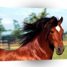 Horse Dadivoso Andalusian Stallion A1 Xlarge Canvas