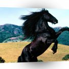 Horse Diablo Friesian A1 Xlarge Canvas