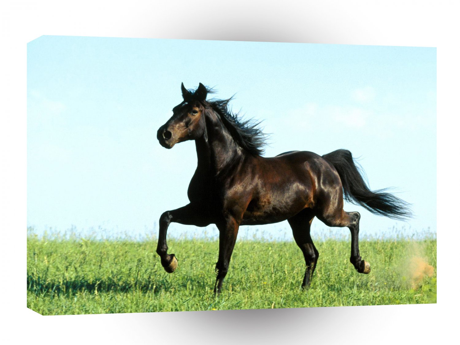 Horse Distant Thunder Foxtrotter A1 Xlarge Canvas