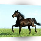 Horse Distant Thunder Foxtrotter A1 Xlarge Canvas