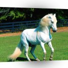 Horse El Murie Paso Fino A1 Xlarge Canvas