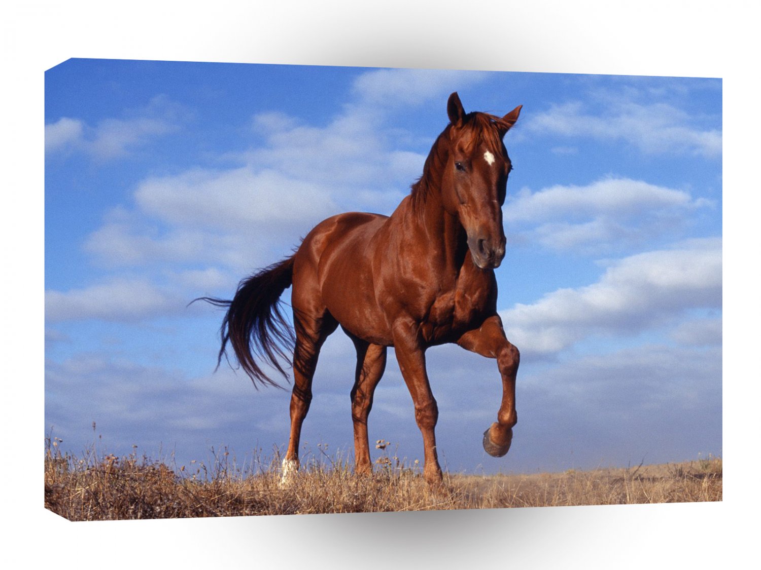 Horse Elegant Stride A1 Xlarge Canvas