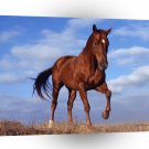 Horse Elegant Stride A1 Xlarge Canvas