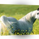 Horse Fields Of Gold Arabian Stallion A1 Xlarge Canvas