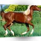 Horse Flames Flirt Arabian Yearling A1 Xlarge Canvas