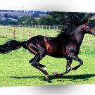 Horse Full Stride Spanish Horse A1 Xlarge Canvas