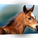 Horse Fuzzy Was He Arabian Foal A1 Xlarge Canvas