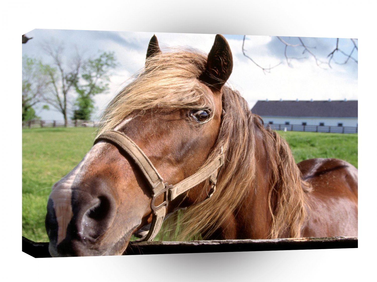 Horse Hello Partner A1 Xlarge Canvas