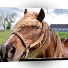 Horse Hello Partner A1 Xlarge Canvas