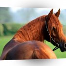 Horse Heres Looking At You Kid Arabian A1 Xlarge Canvas