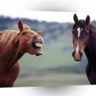 Horse Horse Play A1 Xlarge Canvas