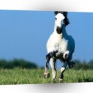 Horse Imperioso Andalusian A1 Xlarge Canvas