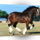 Horse Jalu Shire A1 Xlarge Canvas