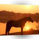 Horse Joe Banjo Rocky Mountain Horse A1 Xlarge Canvas
