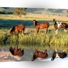 Horse Meeting At Watering Hole A1 Xlarge Canvas