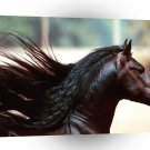 Horse Midnight Friesian A1 Xlarge Canvas