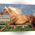 Horse Morgan Stallion A1 Xlarge Canvas