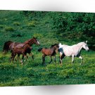 Horse Morning Jog Arabian A1 Xlarge Canvas