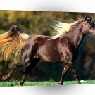 Horse Noble Locks Rocky Mountain Horse A1 Xlarge Canvas