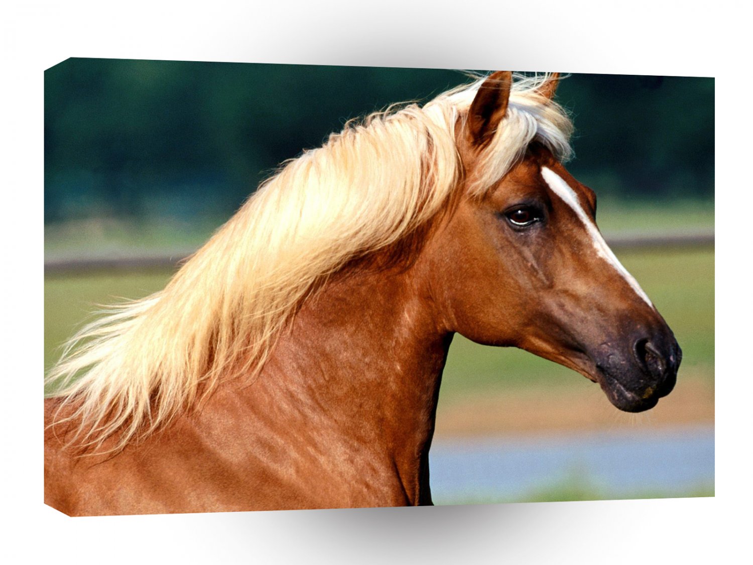 Horse Peruvian Paso A1 Xlarge Canvas